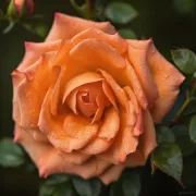 Роза Коралова Прегръдка - на гол корен