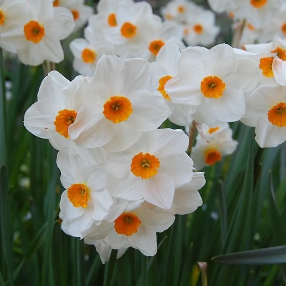 Нарцис Оранжев Здравец (Geranium)