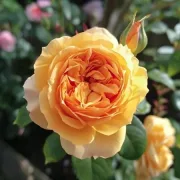Роза Златен Еликсир - на гол корен