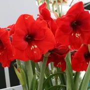 Амарилис Червен Лъв (Red lion)