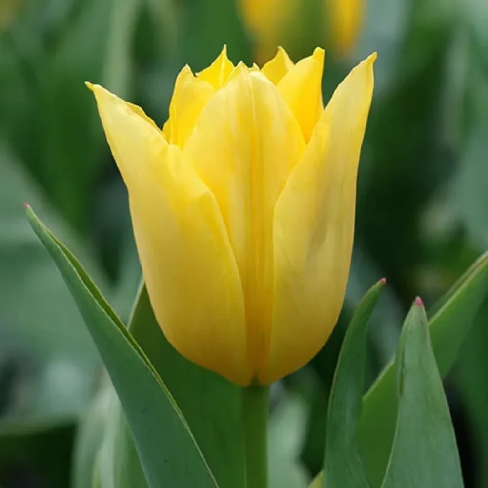 Лале Жълта Пурисима (Yellow Purissima)