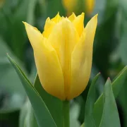 Лале Жълта Пурисима (Yellow Purissima)