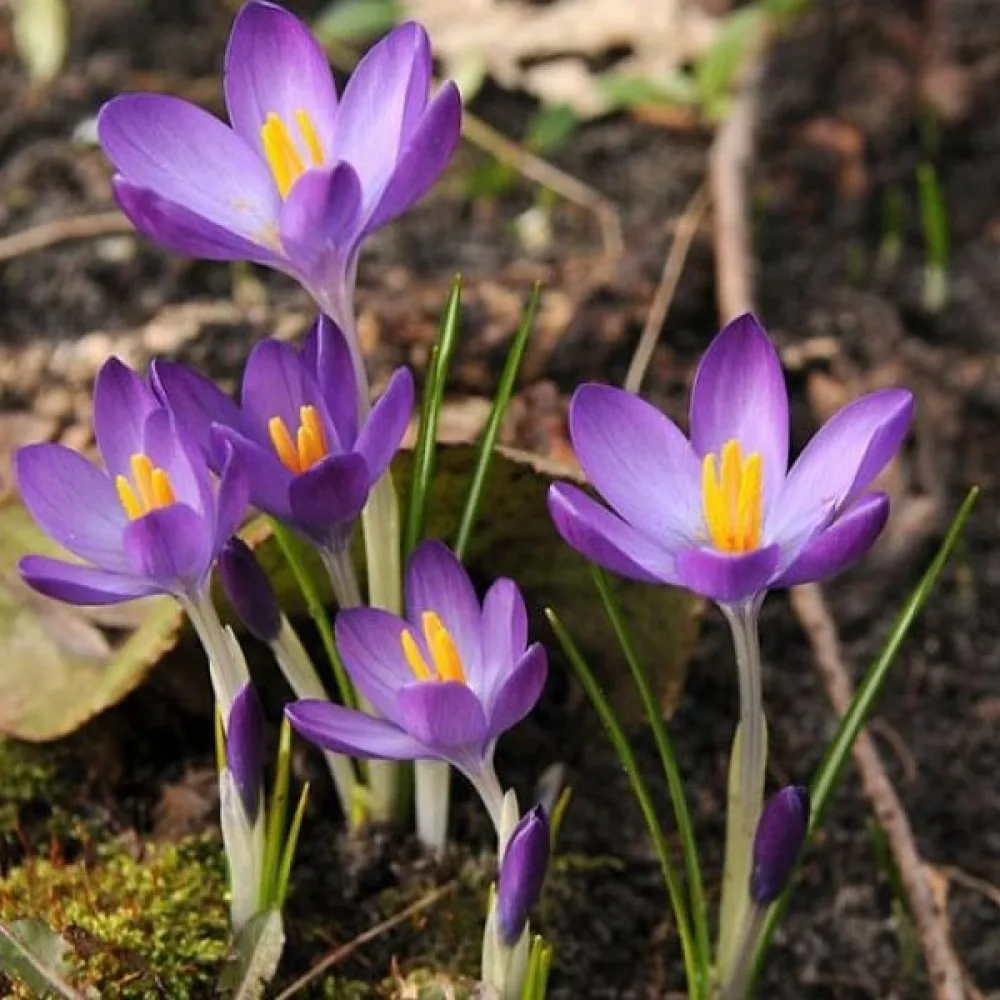 Минзухар Лилав Уайтуел (tommasinianus Whitewell Purple)