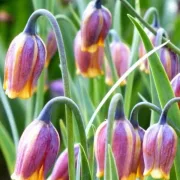 Фритилария Жълта Ува (Uva Vulpis)
