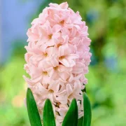 Зюмбюл Кайсиева Страст (Apricot passion)