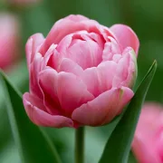 Лале Нежна Грация (Amazing Grace)