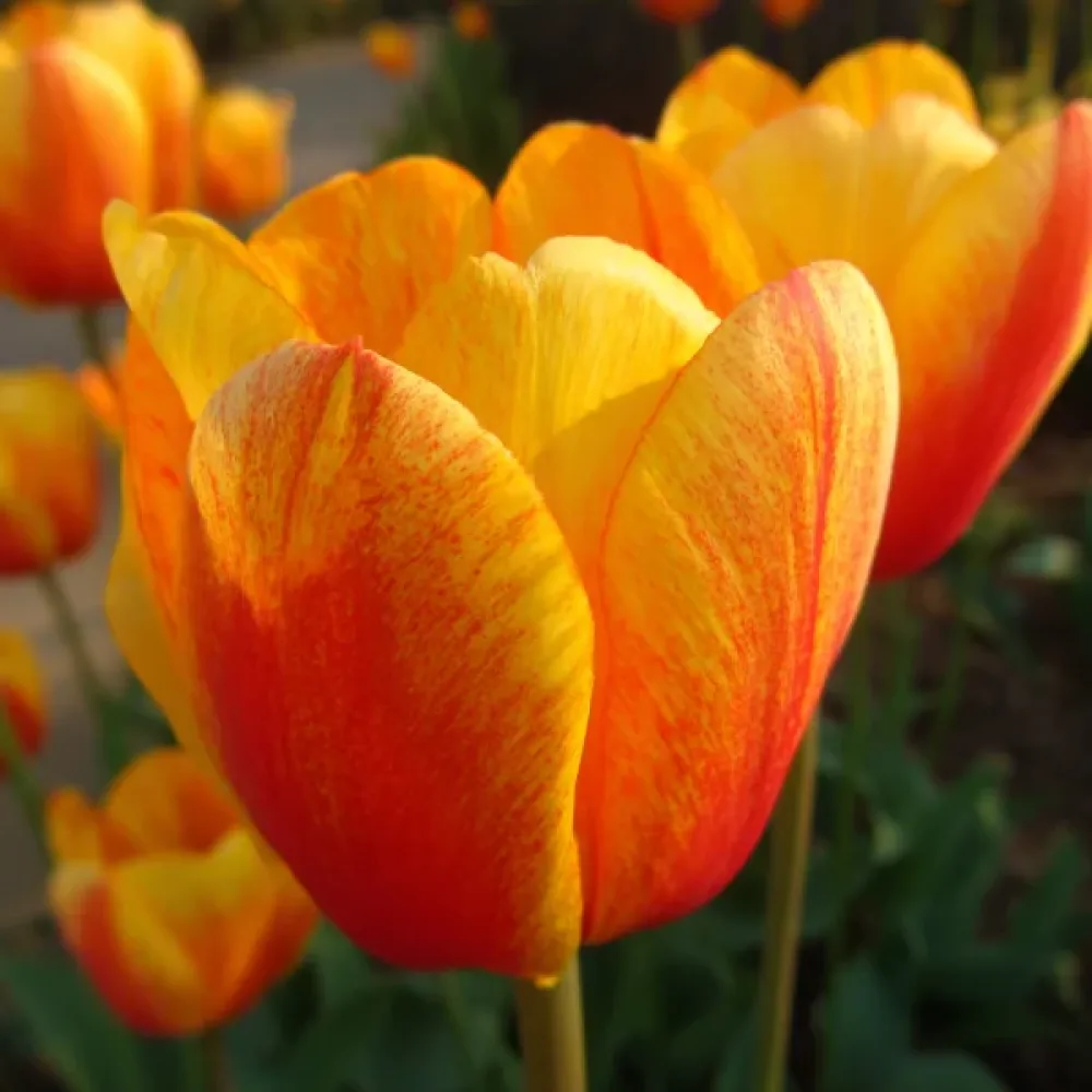 Лале Прелест на Апелдорн (Beauty Of Apeldoorn)