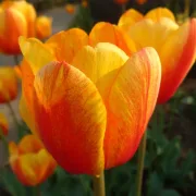 Лале Прелест на Апелдорн (Beauty Of Apeldoorn)