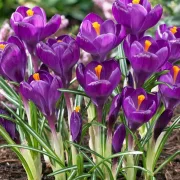 Минзухар Лилав Рекорд (Flower Record)