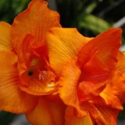 Фрезия Оранжев Воал (Double Orange)