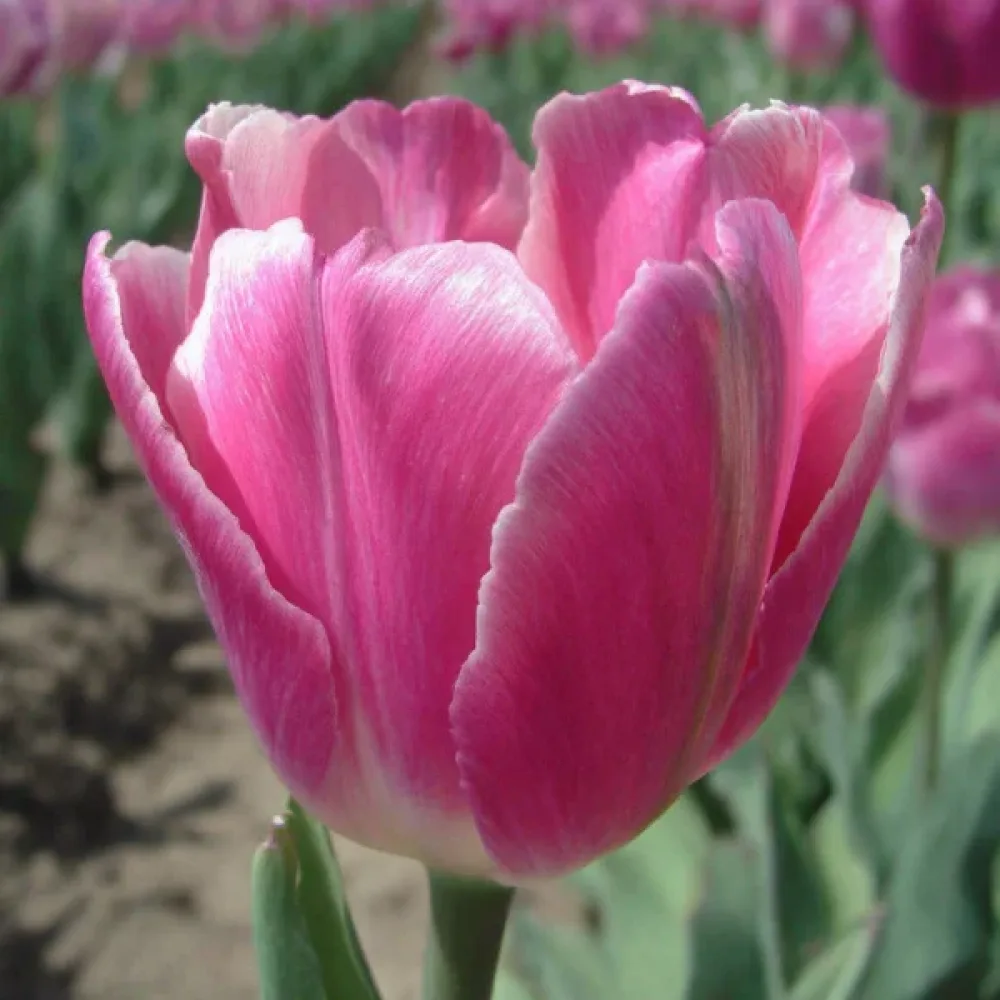 Лале Джъмбо Розово (Jumbo pink)