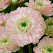 Анемоне Розов Леванте (Levante Rosa Chiaro Double)