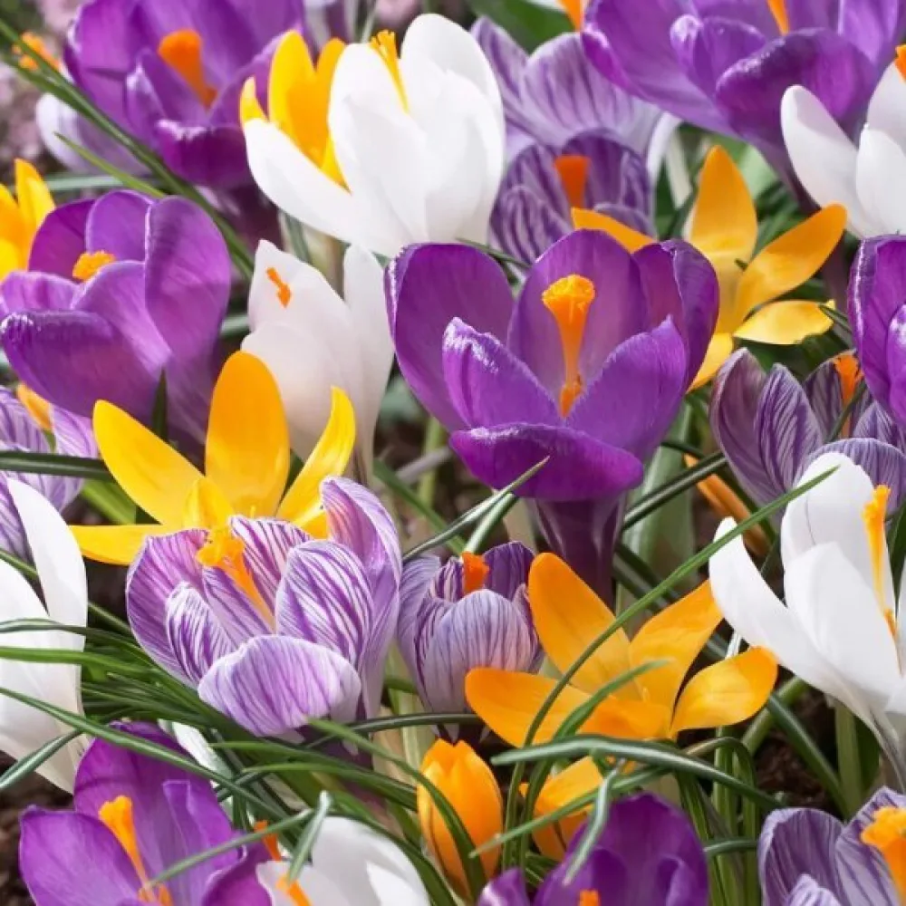 Минзухар Едроцветна Смесица (large flowering mix)