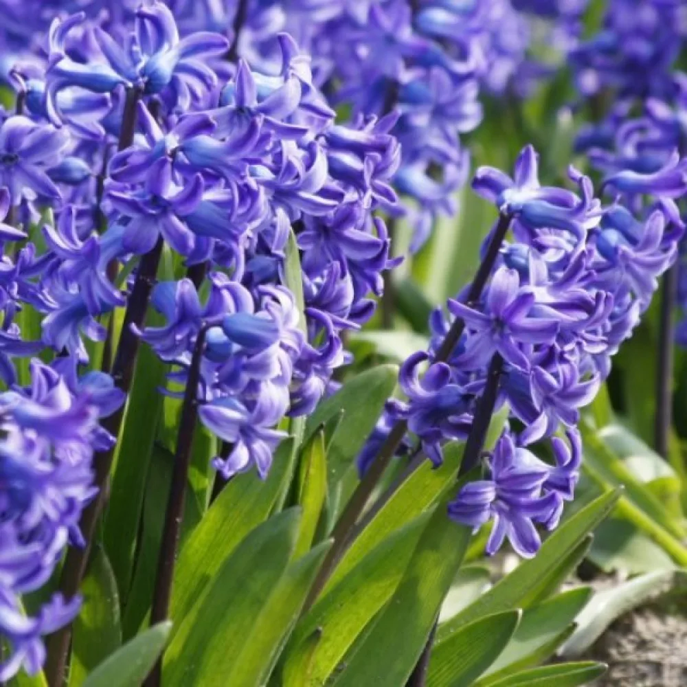 Зюмбюл Делфтско Синьо (Delft blue)