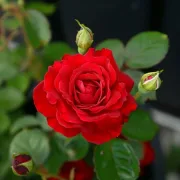 Роза Червено Сияние - на гол корен