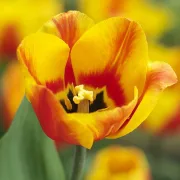Лале Флеър (Flair)