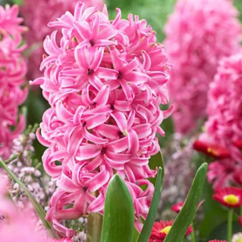 Зюмбюл Розова Перла (Pink Pearl)