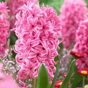 Зюмбюл Розова Перла (Pink Pearl)