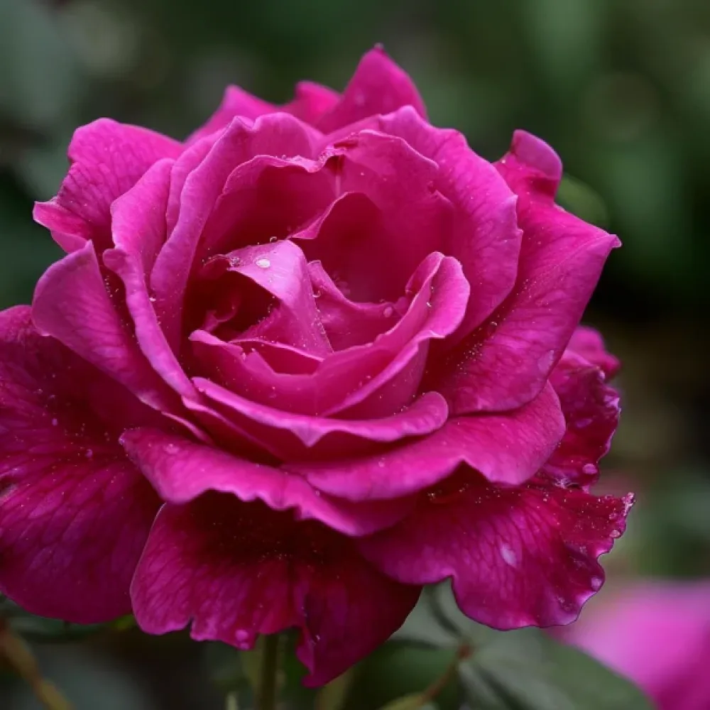 Роза Розова Принцеса (The Pink Princess)