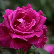 Роза Розова Принцеса (The Pink Princess)