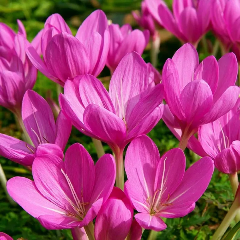 Мразовец Люляков Здрач (Lilac Bedder)