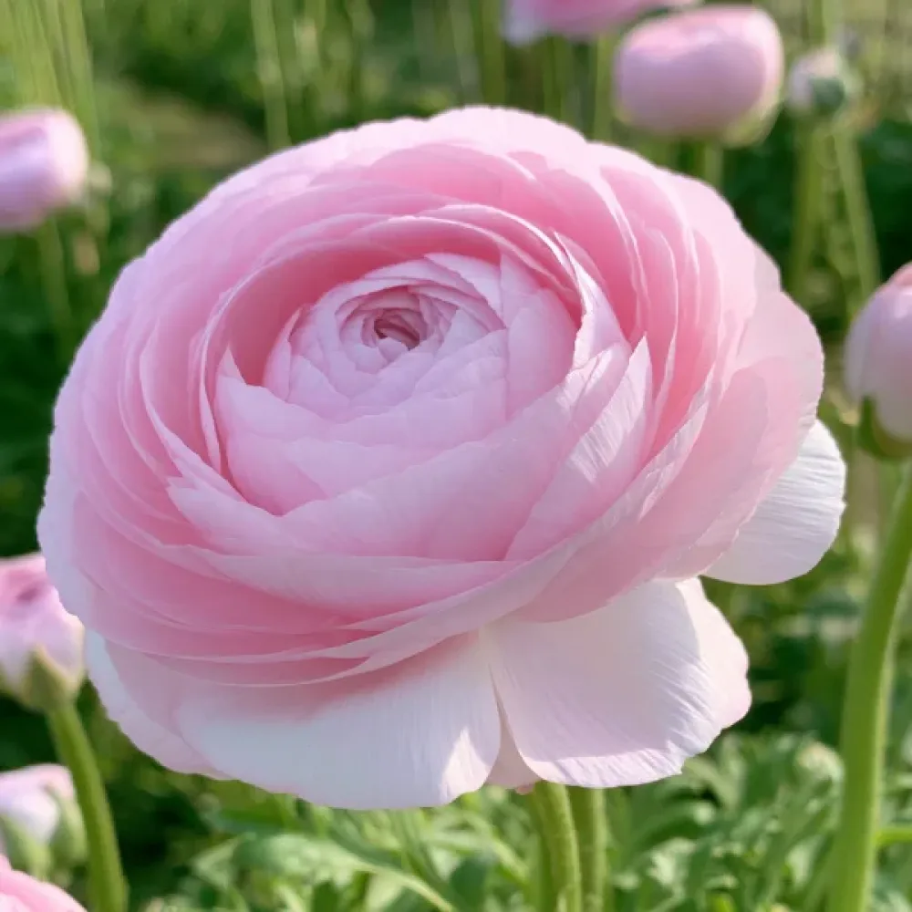 Лютиче Светлорозова Елеганс (Elegance Rosa Chiaro)