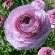 Лютиче Розова Милка (Elegance Milka)