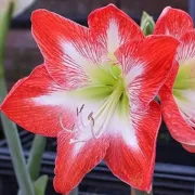 Амарилис Раирана Минерва (Minerva striped)