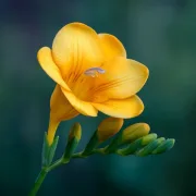 Фрезия Жълта Единична (Yellow Single)