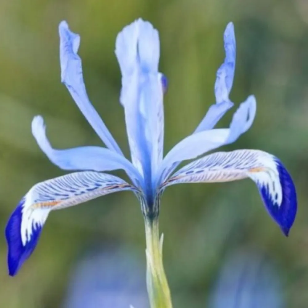 Ирис Ледена Клерет (Clairette Reticulata)