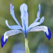 Ирис Ледена Клерет (Clairette Reticulata)