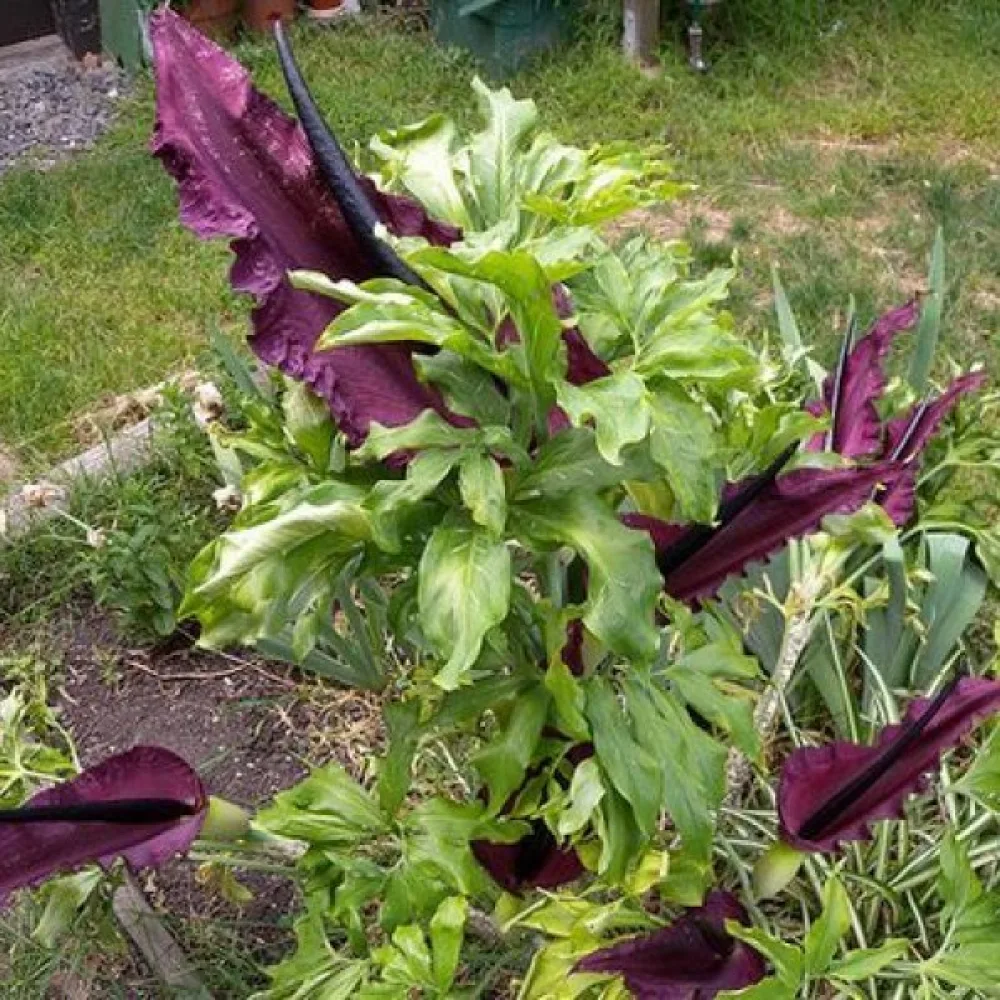Дракункулус Тъмна Свещ (Vulgaris)