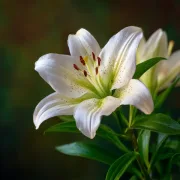 Лилиум Бял Азиатец (Asiatic White)